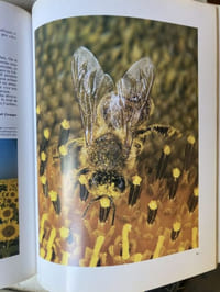 LA FLEUR ET L'ABEILLE 