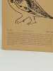 NOS OISEAUX Bulletin de la Soci&eacute;t&eacute; Romande pour l'&eacute;tude et la protection des oiseaux N&deg;346 Volume42, Fasc 6 Juin 1994. Collectif - [Ornithologie]