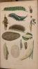 Introduction à l'entomologie, comprenant les principes généraux de l'anatomie et de la physiologie des insectes, des détails sur leurs mœurs… Ouvarge ...