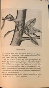 Les bêtes rares de la jungle africaine. Mon expédition zoologique au Cameroun. Traduction française de S. Campaux. Ave 32 dessins de l'auteur.