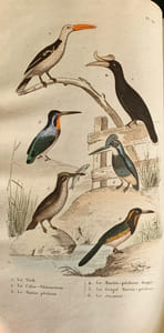 Les Œuvres complètes de Buffon avec les Supplémens, augmentées de la classification de G. Cuvier et accompagnées de 700 vignettes gravées sur acier représentant au moins 900 animaux.