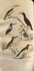 Les Œuvres complètes de Buffon avec les Supplémens, augmentées de la classification de G. Cuvier et accompagnées de 700 vignettes gravées sur acier ...