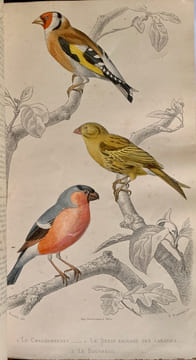 Les Œuvres complètes de Buffon avec les Supplémens, augmentées de la classification de G. Cuvier et accompagnées de 700 vignettes gravées sur acier ...