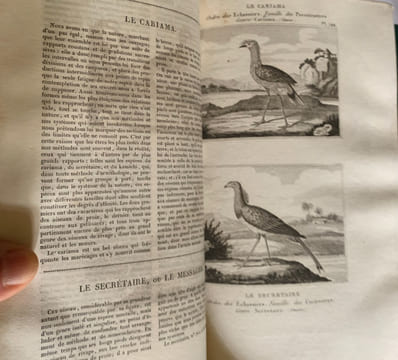 Les Œuvres complètes de Buffon avec les Supplémens, augmentées de la classification de G. Cuvier et accompagnées de 700 vignettes gravées sur acier ...