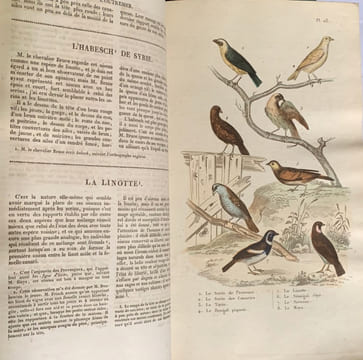 Les Œuvres complètes de Buffon avec les Supplémens, augmentées de la classification de G. Cuvier et accompagnées de 700 vignettes gravées sur acier ...