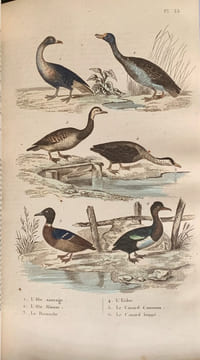Les Œuvres complètes de Buffon avec les Supplémens, augmentées de la classification de G. Cuvier et accompagnées de 700 vignettes gravées sur acier ...