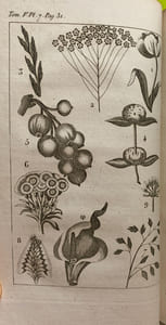 Le Buffon de la jeunesse, ou Abrégé de l'histoire naturelle; ouvrage élémentaire …orné de 57 planches. Quatrième édition corrigée et augmentée.