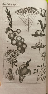 Le Buffon de la jeunesse, ou Abrégé de l'histoire naturelle; ouvrage élémentaire …orné de 57 planches. Quatrième édition corrigée et augmentée.. ...