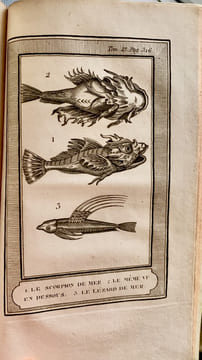 Le Buffon de la jeunesse, ou Abrégé de l'histoire naturelle; ouvrage élémentaire …orné de 57 planches. Quatrième édition corrigée et augmentée.. ...