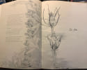 Lysrose et Louisdor. Conte en vers. Illustrations en phototypie d'apr&egrave;s vingt dessins originaux de L. Balmet.. BOIRAC Emile.
