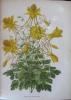 Dictionnaire de botanique par M. H. Baillon ; avec la collaboration de J. de Seyne, J. de Lanesson, E. Mussat, etc... Dessins de A. Faguet.. BAILLON, ...