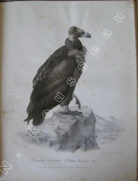 Richesses ornithologiques du Midi de la France, ou Description méthodique de tous les oiseaux observés en Provence et dans les départements ...