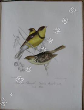 Richesses ornithologiques du Midi de la France, ou Description méthodique de tous les oiseaux observés en Provence et dans les départements ...