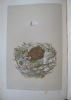 A Natural history of the Nests and Eggs of British Birds. Second edition.. MORRIS, Rev. F. O. 