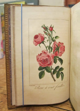 Guirlande de Flore. MALO (Charles)