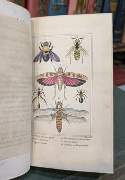 Les Insectes. MALO (Charles)