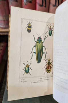 Les Insectes. MALO (Charles)