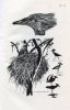 Les Oiseaux de l'Ouest Africain.. DEKEYSER, P.L. & J.H. DERIVOT.