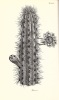 Handboek tot de kennis en voortkweeking van all bekende Cactus-Soorten, in haren ganschen omvang. Beschrijving van hare klassen en de groepen waartoe ...