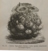 Trait de Botanique Medicale phanrogamique.. BAILLON, Henri Ernest (1827-1895).