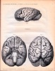 Ontleedkundige nasporingen over de Hersenen van den Chimpans.. SCHROEDER VAN DER KOLK, J.L.C. (1797-1862) & Willem VROLIK (