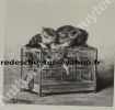 EN OBSERVATION chats oiseaux cage. L. LAMBERT