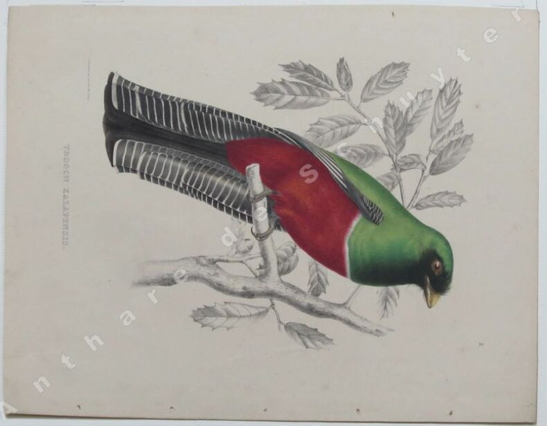 TROGON XALAPENSIS (Trogon mexicanus). Guillaume SEVEREYNS dessin & lithographie 