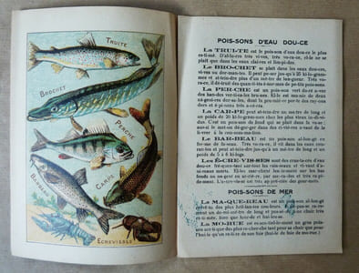 Alphabet Syllabaire des Poissons de Mer et Poissons d'Eau Douce. Série A.