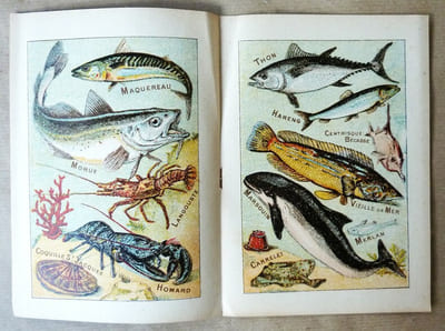 Alphabet Syllabaire des Poissons de Mer et Poissons d'Eau Douce. Série A.