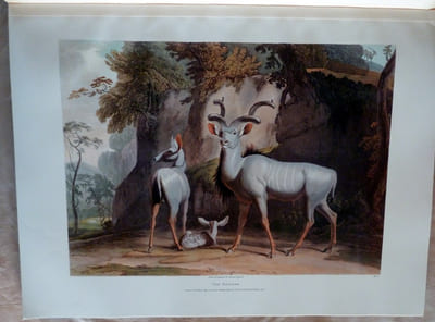 African Scenery and Animals. A facsimile reprint of the aquatint plates originally published in 1804-1805.