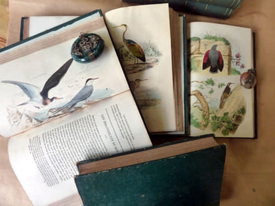 Oeuvres Complètes De Buffon revues par M.A. Richard, professeur à la Faculté de Médecine de Paris avec la classification comparée de Cuvier, Lesson et des extraits de Daubenton. Les six tomes consacrés aux oiseaux (t. 15 à 20).