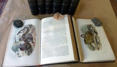 Buffon; Oeuvres Complètes en 6 volumes suivi de Lacépède, Histoire Naturelle, 2 volumes. 