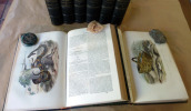 Buffon; Oeuvres Complètes en 6 volumes suivi de Lacépède, Histoire Naturelle, 2 volumes. . Buffon; Lacépède.