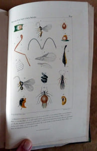 Histoire Naturelle de la Santé et de la Maladie chez les végétaux et chez les animaux et en particulier chez l'Homme.