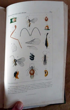 Histoire Naturelle de la Santé et de la Maladie chez les végétaux et chez les animaux et en particulier chez l'Homme.. Raspail (F.-W.).