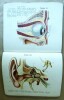 Petit Atlas d'Histoire Naturelle de l'Homme.. Lelièvre (Dr.).