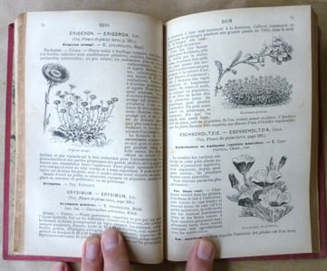 Supplément aux Fleurs de Pleine Terre comprenant la description, la culture... depuis la dernière édition de 1870.