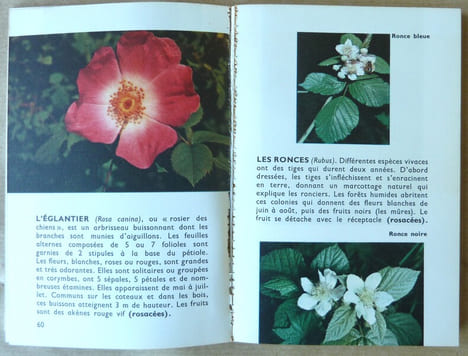 Fleurs Sauvages.. Raray (Jean).