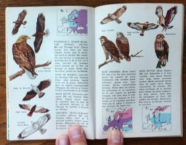 Oiseaux D'Europe.