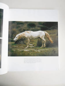 CHEVAUX DE CAMARGUE 
