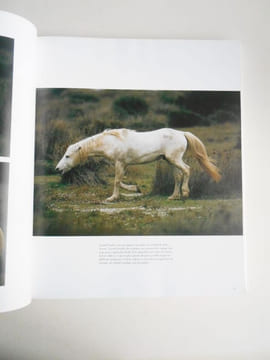 CHEVAUX DE CAMARGUE . SILVESTER Hans