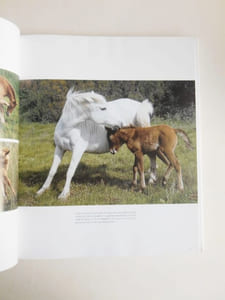 CHEVAUX DE CAMARGUE