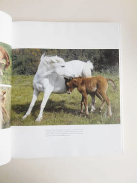 CHEVAUX DE CAMARGUE . SILVESTER Hans