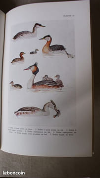 LES OISEAUX D'EAU DE BELGIQUE. LIPPENS, Léon