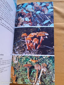Champignons de Provence et des Alpes-du-Sud