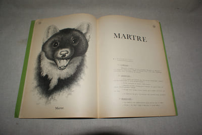 Dossier concerant la description, la vie, les moeurs et tous les arguments de protection en faveur des animaux actuellement classés "nuisibles". Belette, Hermine, Putois, Fouine, Martre, Blaireau, Chat sauvage, Renard