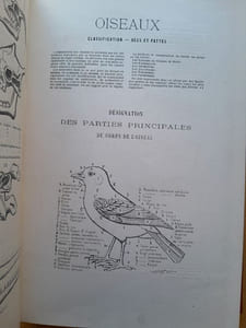 Tableaux de l'histoire naturelle. Enseignement par les yeux. D'après Cuvier, Blainville, Laurent de Jussieu, etc.