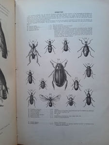 Tableaux de l'histoire naturelle. Enseignement par les yeux. D'après Cuvier, Blainville, Laurent de Jussieu, etc.