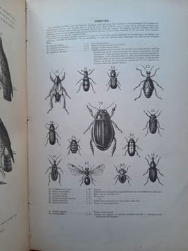 Tableaux de l'histoire naturelle. Enseignement par les yeux. D'après Cuvier, Blainville, Laurent de Jussieu, etc.. Coll.