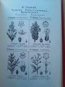 Tableaux de l'histoire naturelle. Enseignement par les yeux. D'après Cuvier, Blainville, Laurent de Jussieu, etc.. Coll.